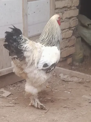 Brama xuroz sotiladi 300ming