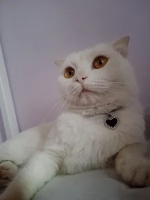 Taksida jinsiy aloqa (ruscha) Ayollarning qattiq porno fotosuratlari