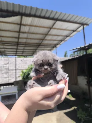 Mushukchalar sotiladi: Scottish Fold, shuningdek 4 ta Scottish Straight, 2 oylik 1