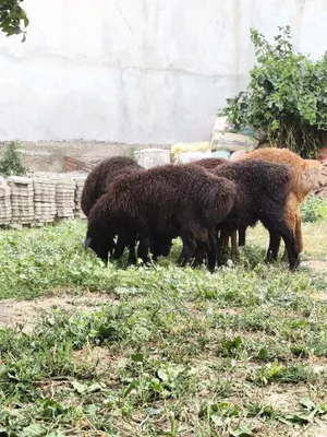 Qochqorlar sotiladi 4300 faqat srochna 1