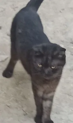 Отдам в добрые руки 1