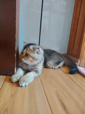 Срочно продаётся кошка 1