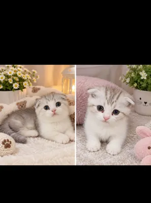 Scottish Fold qiz bola 2 oylik toza nasl mumkin