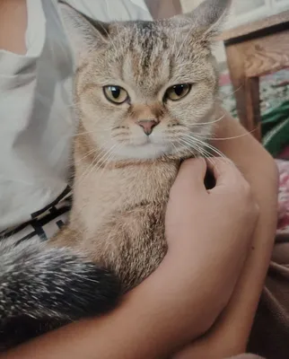Mushuk кошка sotiladi 1
