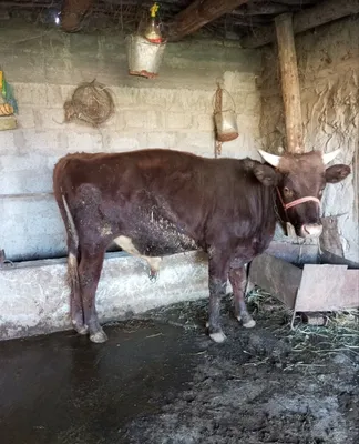 Продаётся бык, цена договорная, младше 1 года 1