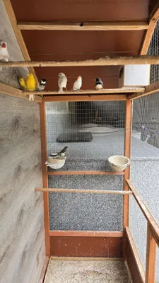 Продаются амадины и канарейки с клетками 1