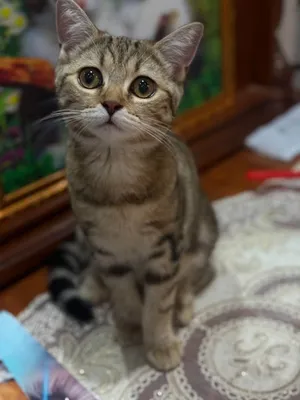 Продаётся кошка 1