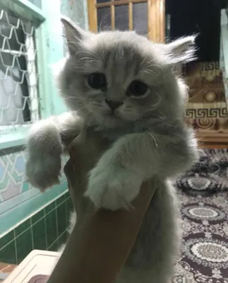 British Longhair Scottish straight