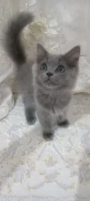 Британская длинношёрстная девочка