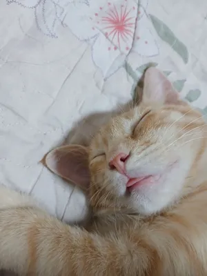 Котёнок бесплатно отдаётся в хорошие руки 5
