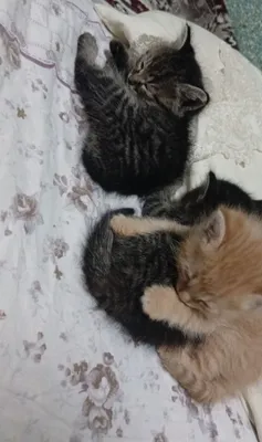 Bepulga mexirli qoʻllarga beraman 1