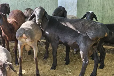 Продаются бараны-ягнята 1