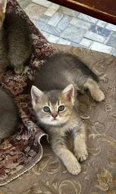 «Kichkina malika o‘z oilasini izlamoqda Scottish Straight, 2 oylik 1