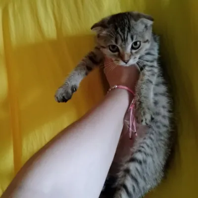 Scottish Fold tabbi qizaloq, nasldor aqlli mushukcha 1