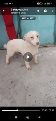 O‘smir qizaloq yo‘qolib qoldi 1