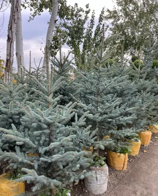 Голибой йел арчаламиз 1