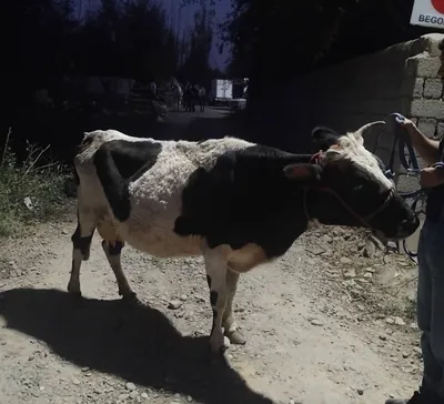 Sigir sotiladi.. 1