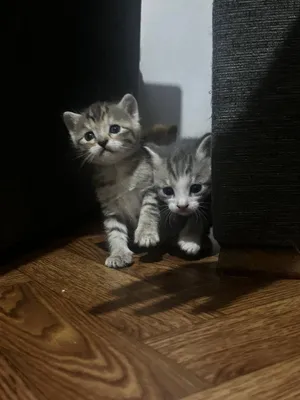 Продаются котята 1,5месяца 1