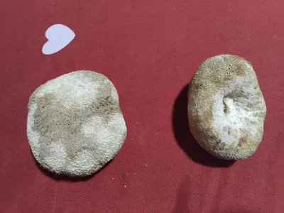 Taroqsimon tipratikan qo‘ziqorini