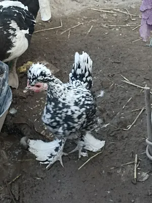 Продаются японские курочки 1