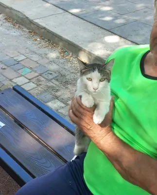 Кот,7 месяцев, бесплатно 1