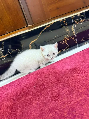 Кошки серебристый Шиншилла 1