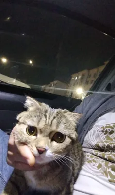 Mushukka yaxshi qareydigan inson qidiryapmiz
