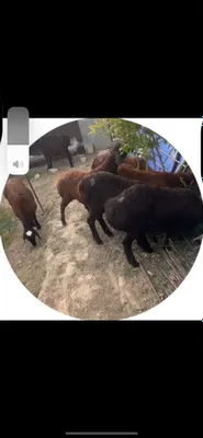 Продаются козы и бараны