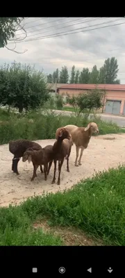 1 овца с 2 ягнятами 1