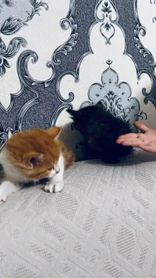 Котята отдаются бесплатно, есть 3 чёрных 1