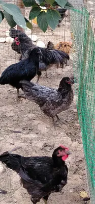 Продаются куры 1