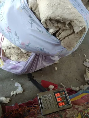 Paxta olamiz eski paxta olamiz 1