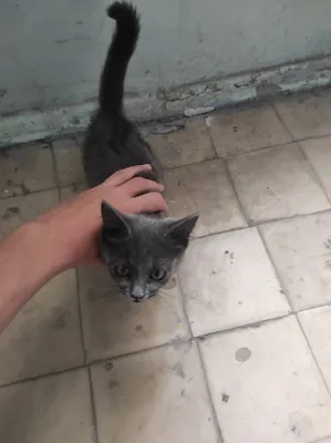Породистая кошка. Кому нужна — продаётся кошка. 1