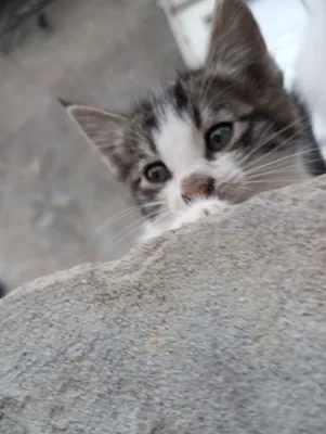 Котята в подарок 1