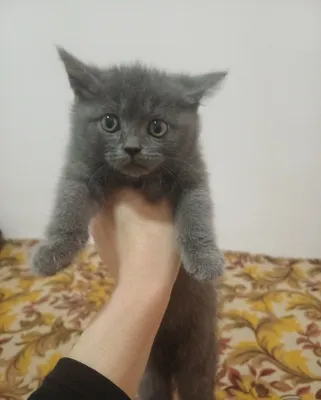 Продаются котята шотландской породы. Мальчик и девочка 1