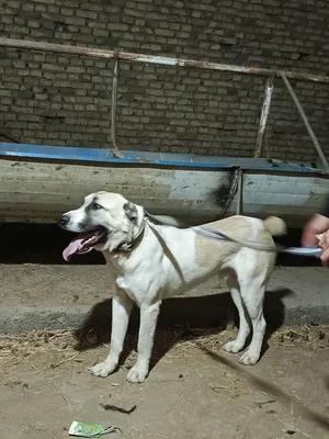 Продаётся алабай. 1