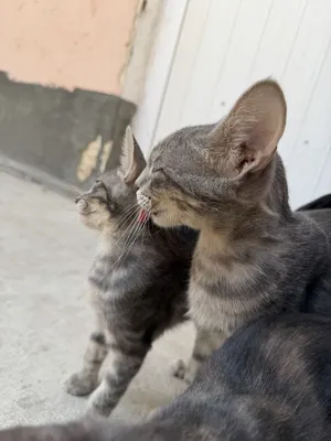 Отдам даром котят и маму кошку 1