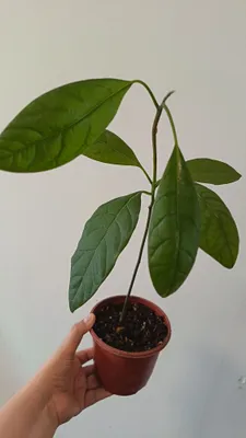 avokado daraxti 1