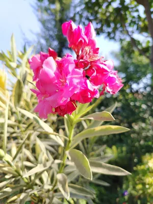Олеандр вариегатный, махровый (Nerium oleander) 1