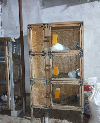 Quuonlarga in sotiladi b.u