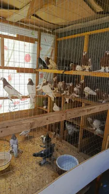 50ta kaptar optom sotiladi har hil turlaridan bor. 1