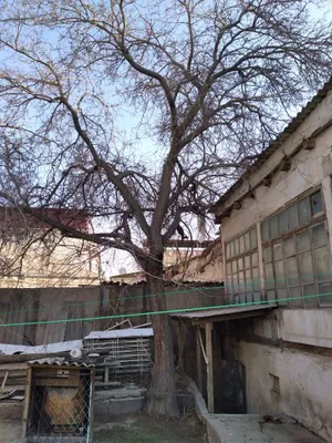 Сухие тутовые деревья продаются на дрова 1