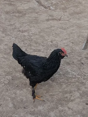 Chiroyli sexy jojalar Chiroyli sexy jojalar