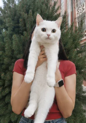 Сотилади 1