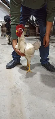 Ona qizi va uning yigitining porno videosini tomosha qiling