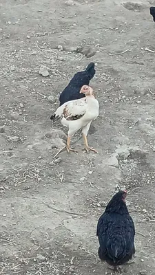 Kulangi dakan mokiyon 1