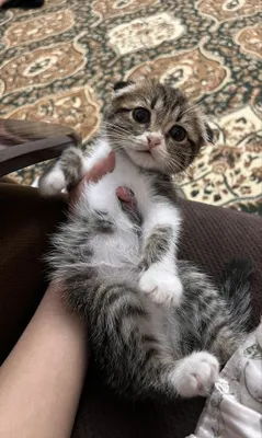 Котик скоттиш-фолд 1