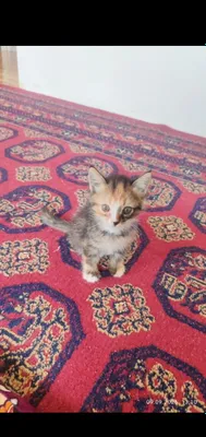 Две ласковые кошечки 1