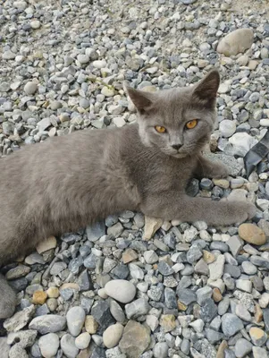 Mushuk sotiladi srochna oladiganlar yozsin 1
