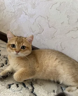 Золотая шиншилла, чистокровная 1